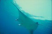 Manta Ray Magnet