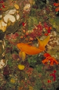 Orange Anthias Magnet