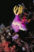 Purple Nudibranch Poster