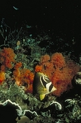 Racoon Butterfly Fish Magnet