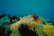 Red Crinoid Poster