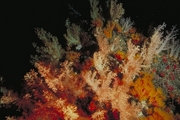 Soft Coral T-Shirt