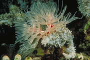 White Feather Duster Worm Poster