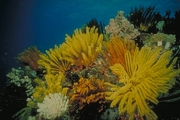 Yellow Crinoid Poster