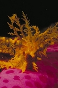 Yellow Sea Cucumber Poster