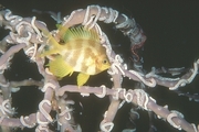 Yellow Sponge Magnet