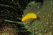 Yellow Wrasse Magnet