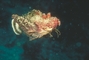 Flying Sea Goblin picture