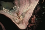 Lionfish picture