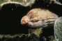 Long-snout Snake Eel picture