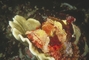 Yellow-faced Scorpion Fish picture
