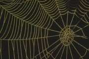 Orb Spider Magnet