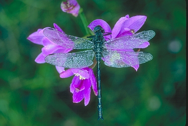 Dragonfly