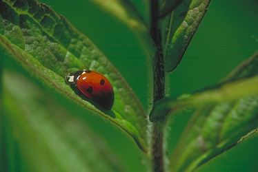 Ladybug