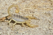 Giant Hairy Scorpion Magnet