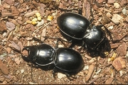 Ground Beetle T-Shirt