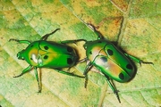 Tropical Rose Chafer Magnet