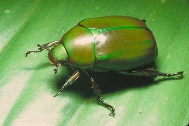 Green Scarab Beetle