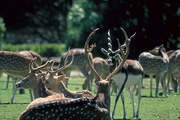 Axis Deer T-Shirt