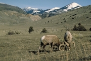Bighorn Sheep Magnet