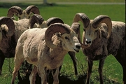 Bighorn Sheep Magnet
