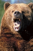 Brown Bear Magnet