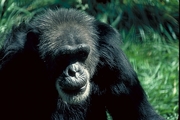 Chimpanzee Poster