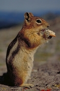Chipmunk Magnet