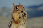 Chipmunk Magnet