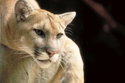 Cougar T-Shirt