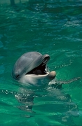 Dolphin Magnet