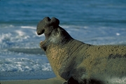 Elephant Seal Magnet