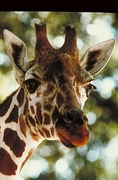 Giraffe Magnet