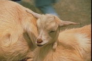 Goat Magnet