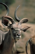 Greater Kudu Poster