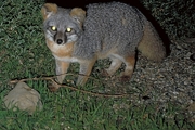 Island Fox T-Shirt