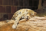 Jaguar T-Shirt