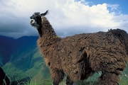 Llama Magnet