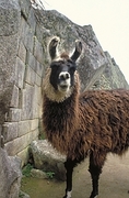 Llama Magnet