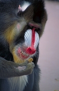 Mandrill Poster