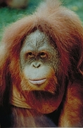 Orangutan Poster