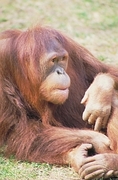 Orangutan Poster