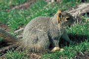 Red Tree Squirrel Magnet