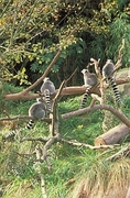 Ring-tailed Lemur Poster