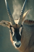 Roan Antelope Poster