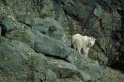 Rocky Mountain Goat Magnet