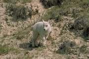 Rocky Mountain Goat Magnet
