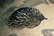 Spiny Anteater Magnet