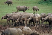 Water Buffalo Poster