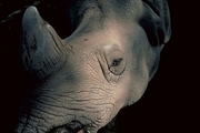 White Rhinoceros Magnet